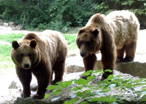 Tierpark Bad Mergentheim - Braunbären