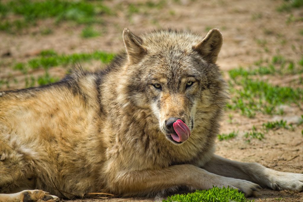 Tierpark Bad Mergentheim - Wolfsrudel