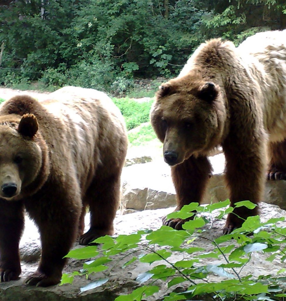 Tierpark Bad Mergentheim - Braunbären